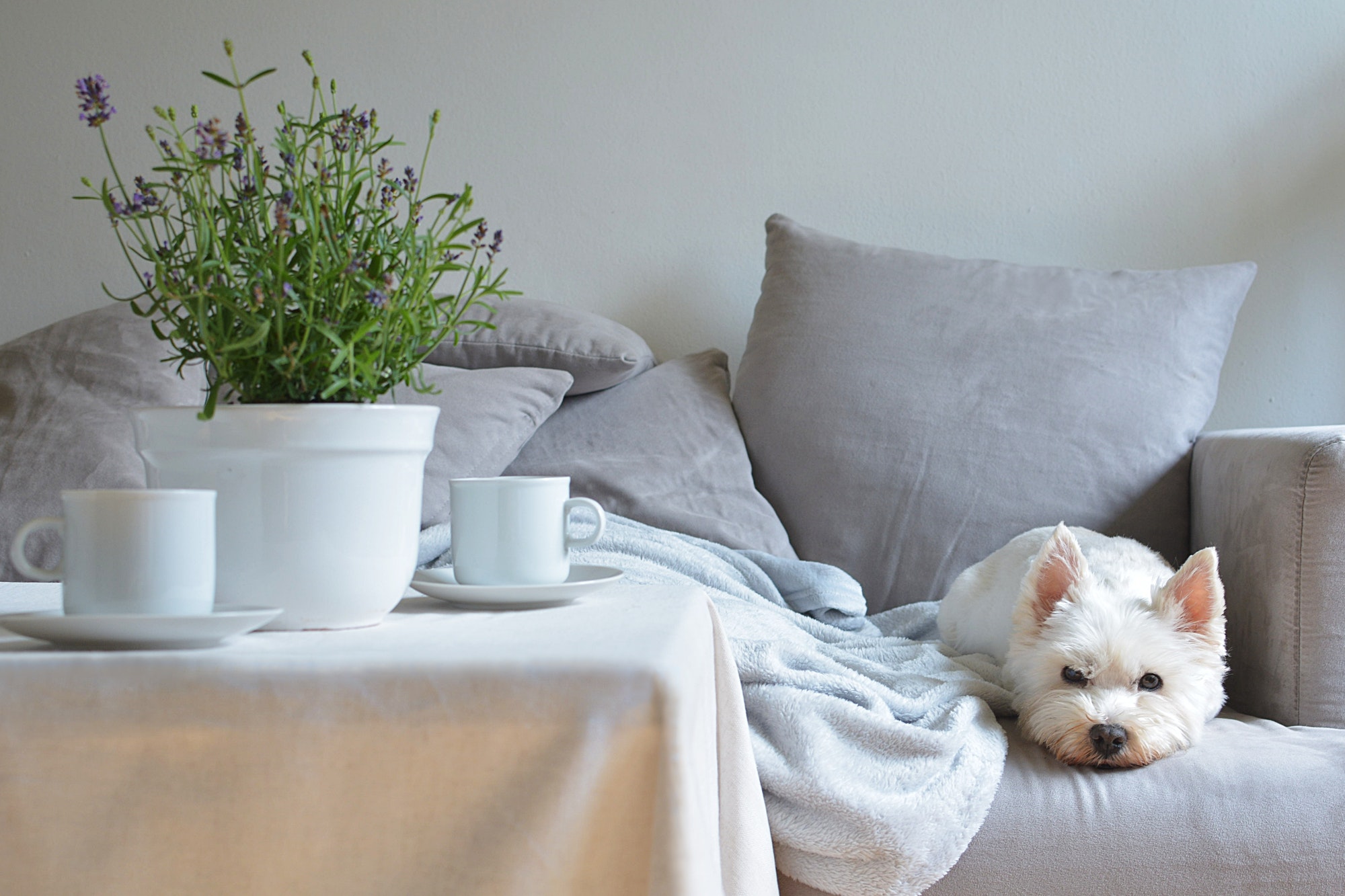 home sweet home with white dog